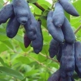 Honeysuckle pride baccara